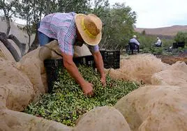 Cosecha de arbequina en El Bienvenido, en Mesque, en el muncipio de Pájara.