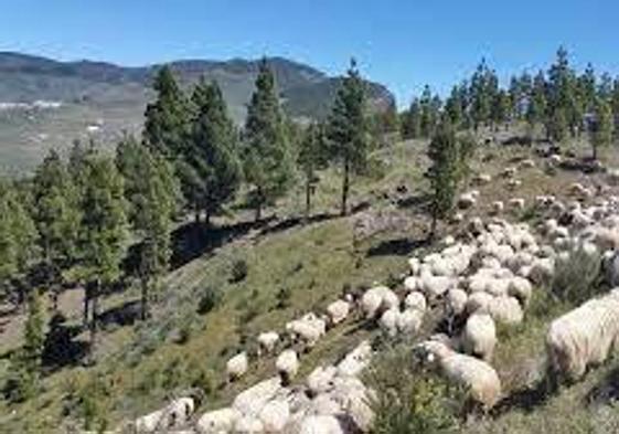 Díaz: «El paisaje mosaico supone un cambio de 180 grados contra los fuegos forestales»