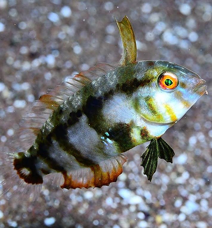 Imagen secundaria 2 - Mejor foto tematica, de Escuela y González (abajo-d). Una de las fotos de Telle y Hernández, ganadores del Open FotoSub (abajo-i).