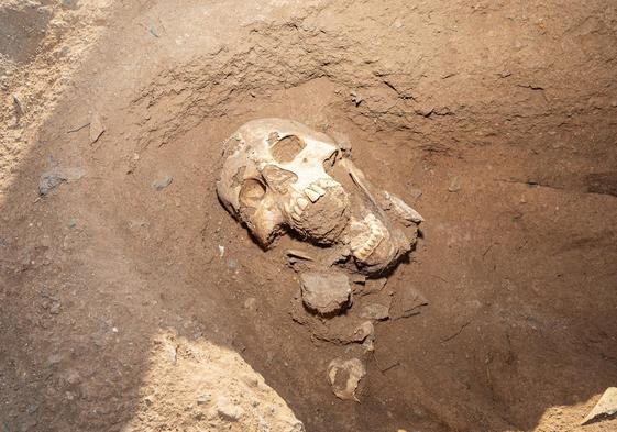 Imagen del cráneo del hombre encontrado recientemente en La Guancha.