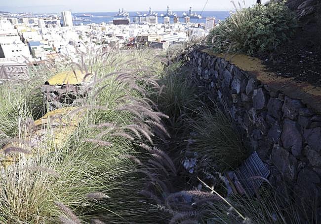 El rabo de gato ha colonizado el entorno.