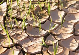 La fotografía 'El trigo crece tras la inundación'.