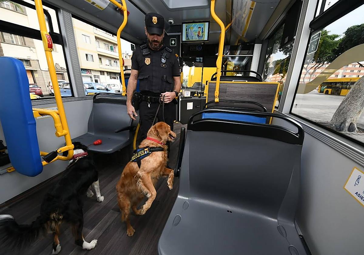 Imagen principal - Policías uniformados y de paisano suben a la guagua para evitar altercados y realizar controles de droga