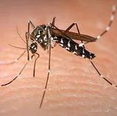 ¿Qué hago si me pica el mosquito Aedes aegypti?