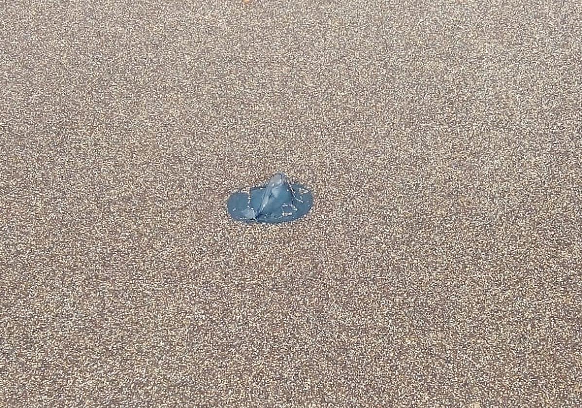 Imagen de una medusa este domingo en la playa de La Garita.
