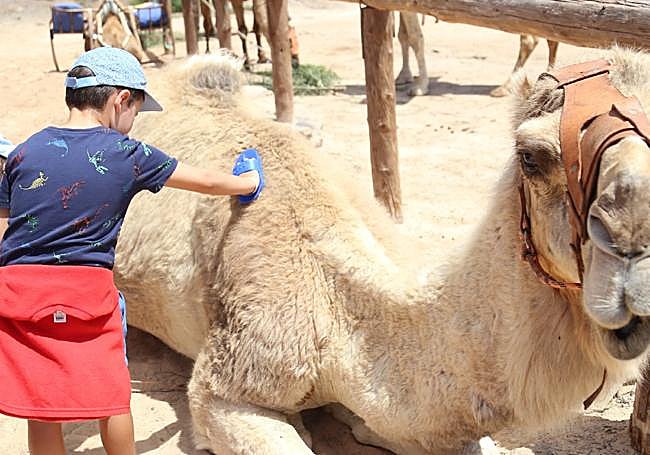Un niño cepilla a un camello.