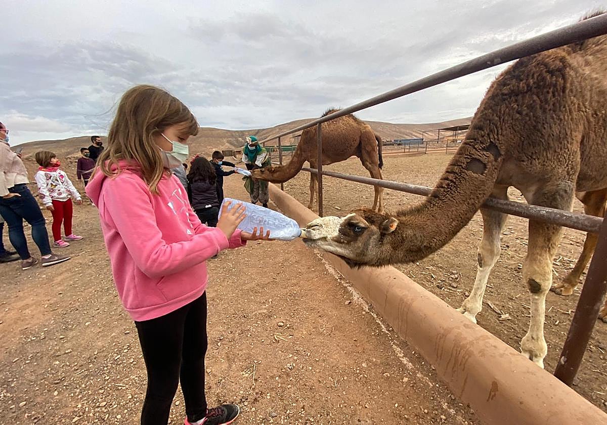 Niña le da el biberón a un camello en la granja del Oasis Wildlife, en Goroy.