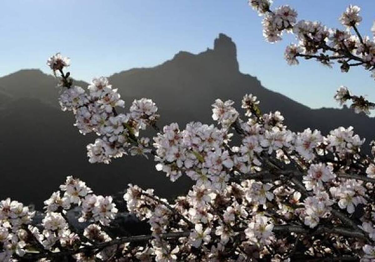 Almendro en Flor.