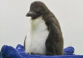 Seis nuevos pingüinos han nacido en el mundo antártico de Loro Parque