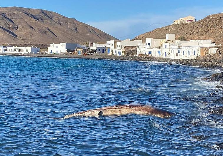 Cetáceo flotando en Pozo Negro, en el municipio de Antigua.