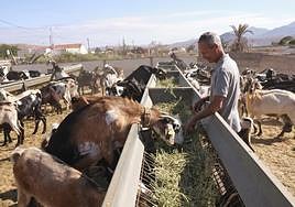 Matías Alonso, propietario de la quesería Las Margaritas, en los Llanos de la Concepción.