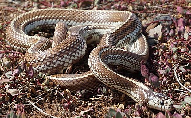 Un ejemplar de culebra real de California reptando por el campo. 