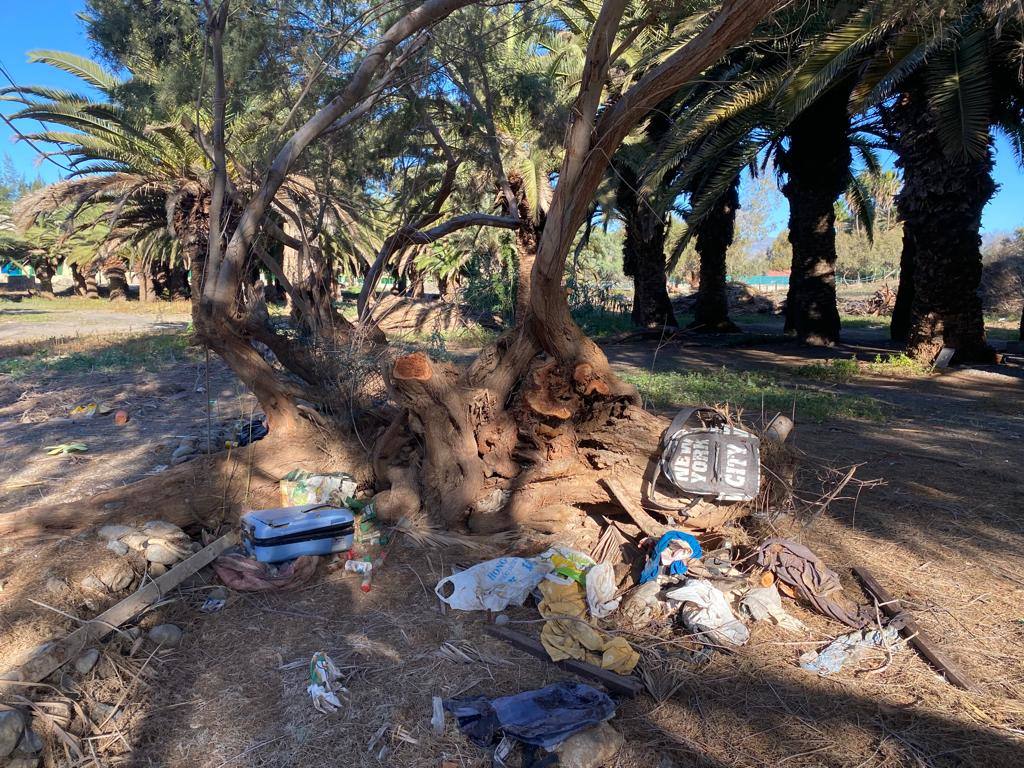 Fotos: Culmina el desalojo del palmeral del Oasis