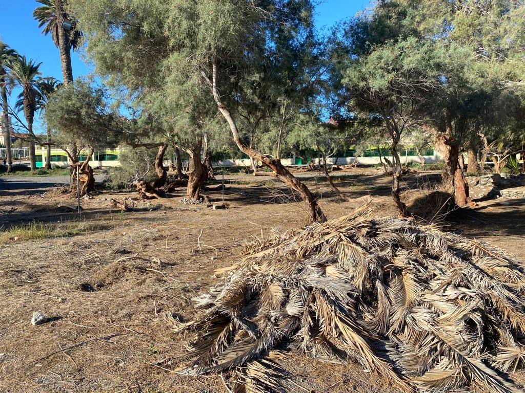 Fotos: Culmina el desalojo del palmeral del Oasis