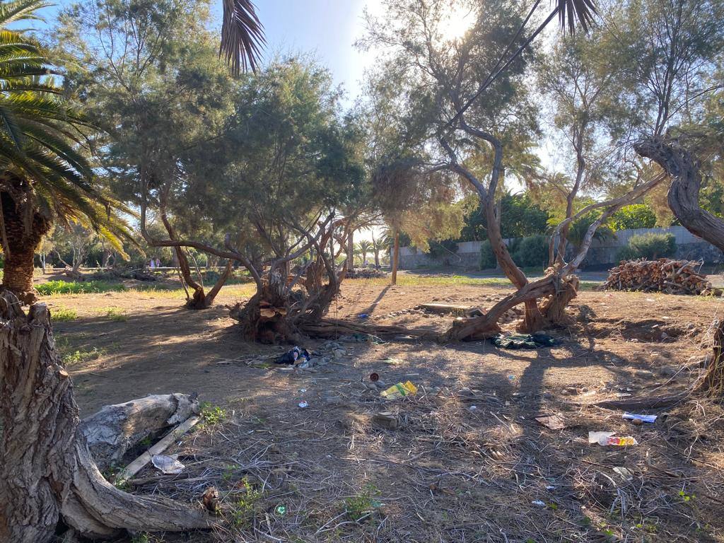 Fotos: Culmina el desalojo del palmeral del Oasis