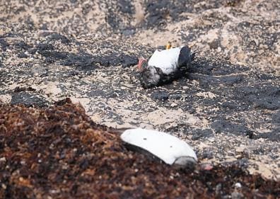 Imagen secundaria 1 - Sólo este fin de semana, el viento y el frío trajeron a una veintena de frailecillos en la costa de Fuerteventura. Varias imágenes en la costa de El Cotillo. 