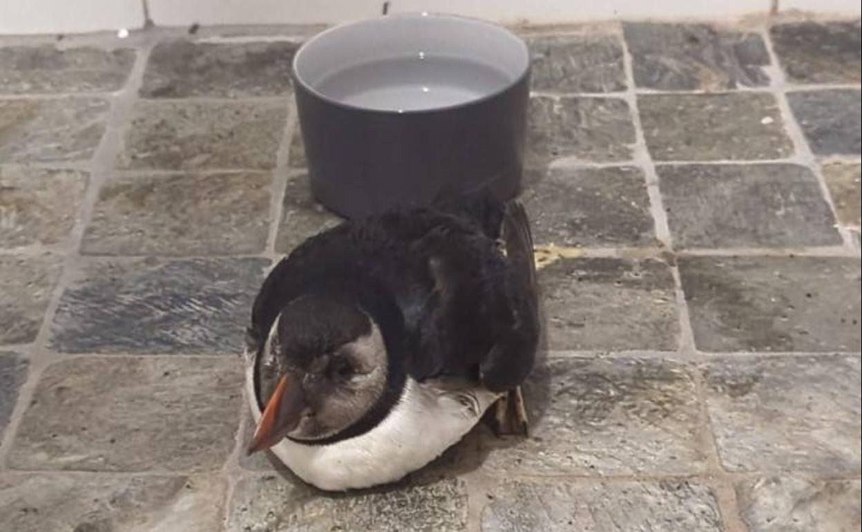 El frailecillo rescatado en una cala de La Garita.