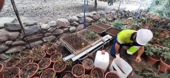 REE elimina las especies invasoras y cultiva flora endémica para repoblar