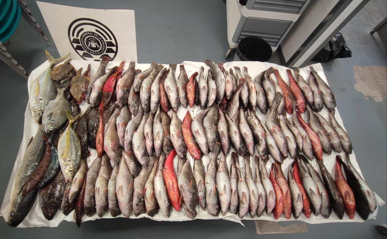 Imagen de los 40 kilos de pescado intervenidos en la zona de La Barranquera, en Tenerife. 