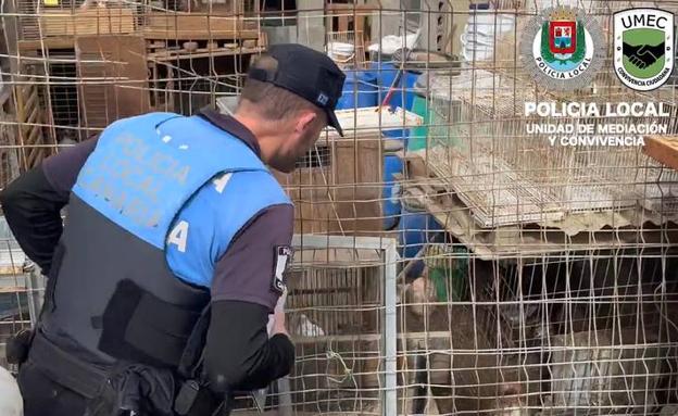 Descubren una guardería ilegal con más de 200 animales en Pedro Hidalgo