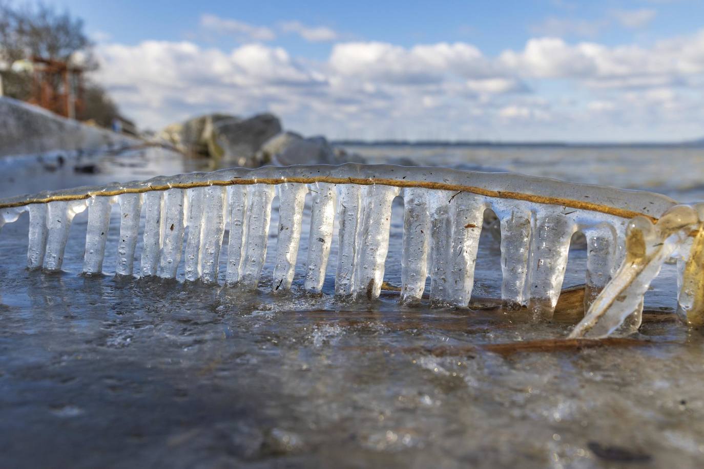 Heladas en Balatonfenyves, Hungría occidenta..- Unos carámbanos penden de un tallo completamente congelado ala orilla del lago Balaton en Balatonfenyves. 