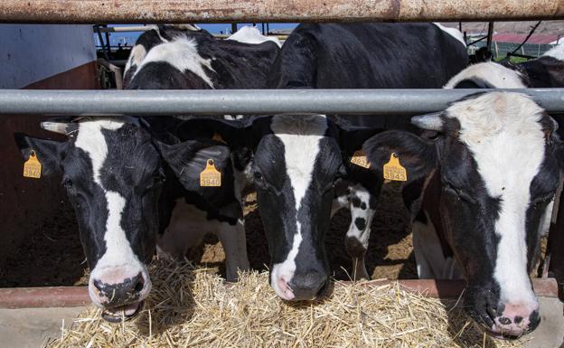 En la quesería hay unas 24 vacas, seis pequeñas y el resto son vacas lecheras y novillas, para parir. 