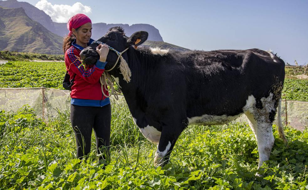 La vaca Carmen. Macarena posa en su finca con una de sus vacas más famosas.