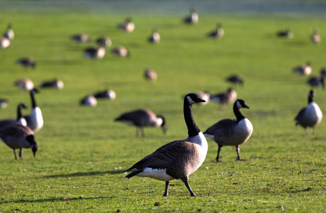 Una bandada de gansos silvestres en Alexandra Park en Oldham, Reino Unido. Según la Agencia de Seguridad Sanitaria del Reino Unido (UKHSA), los recientes brotes de gripe aviar han provocado que la infección se propague a los mamíferos, incluidas las nutrias y los zorros en el Reino Unido con 200 casos registrados en mamíferos en todo el mundo hasta el momento. 
