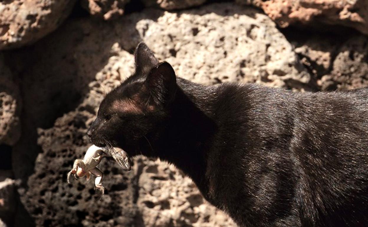 Un gato con un lagarto en la boca, en Lanzarote. 