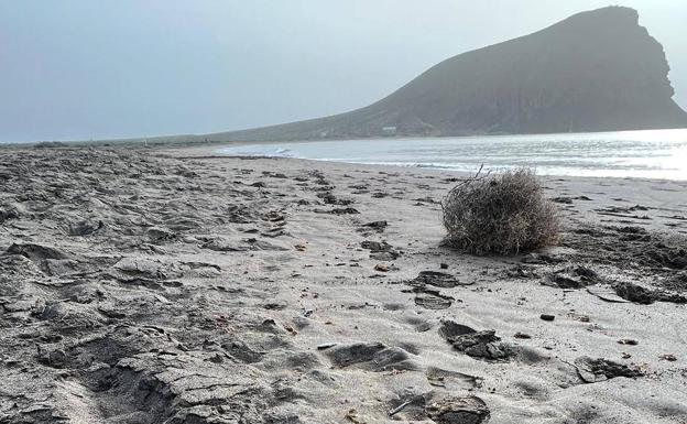 Salvar La Tejita denuncia que han aparecido «miles» de peces muertos en la playa de Tenerife