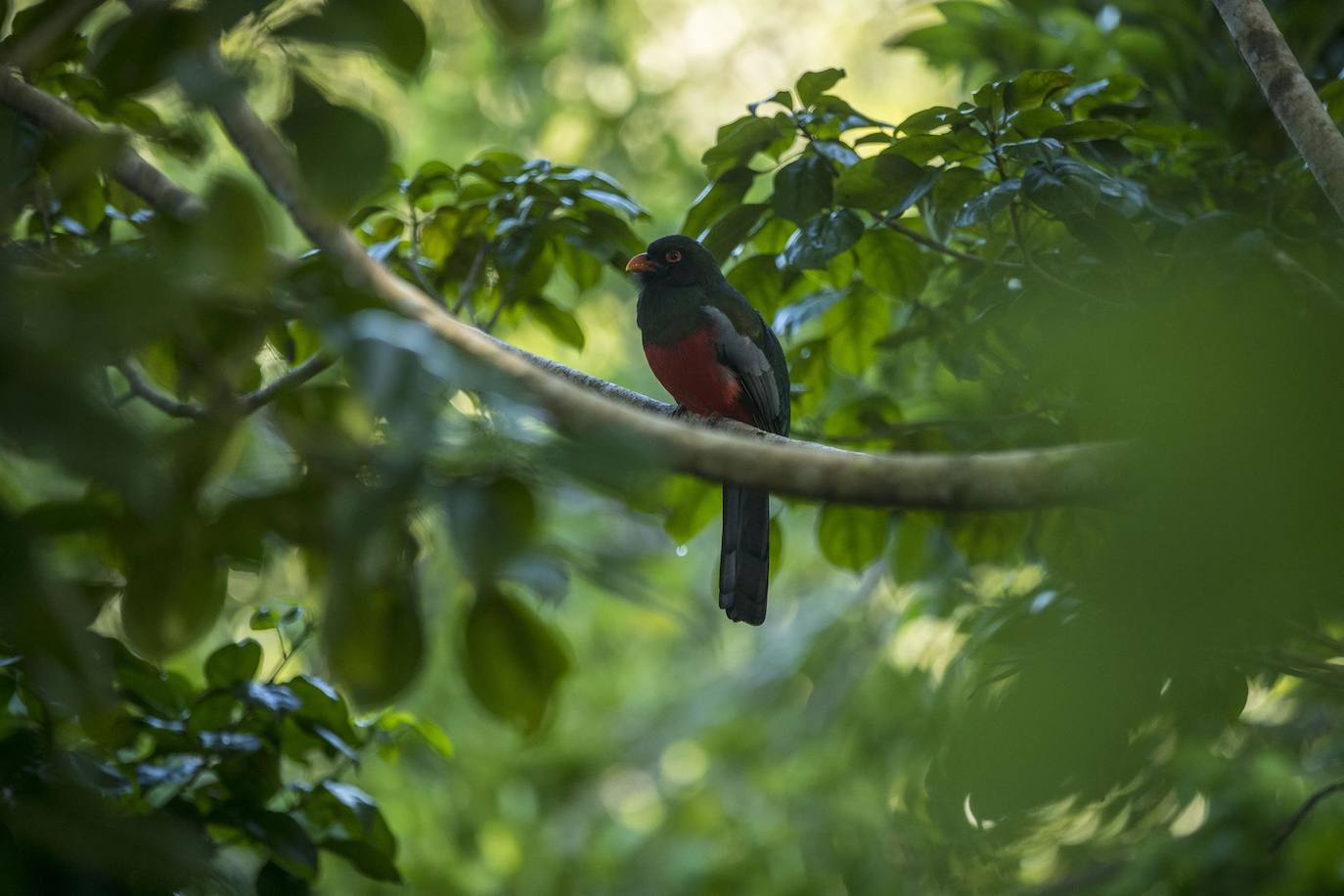 Un ave trogon es visto en la selva de Petén donde se albergan animales y el parque arqueológico de Yaxhá en Petén (Guatemala). Organizaciones comunitarias en el norte de Guatemala ofrecen servicios de ecoturismo en el sitio arqueológico de Yaxhá, en el extremo noreste del país centroamericano y son respaldados por instituciones estatales para prevenir los incendios forestales.