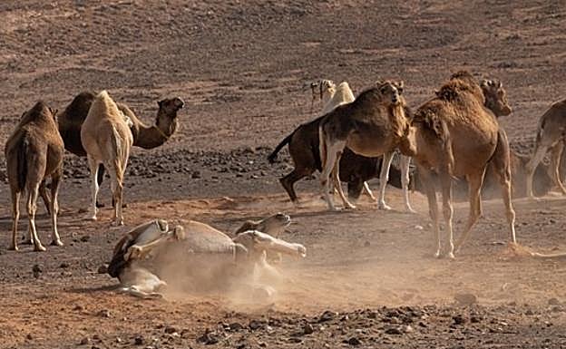 Camello revolcándose en la granja productora de leche de camella en el municipio de Puerto del Rosario. 