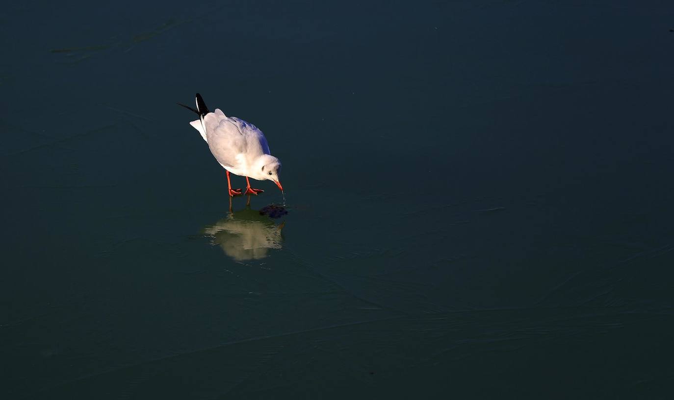 Una gaviota se refleja en la superficie helada del río Dambovita mientras camina sobre el hielo durante su búsqueda de alimento, en Bucarest, Rumanía.