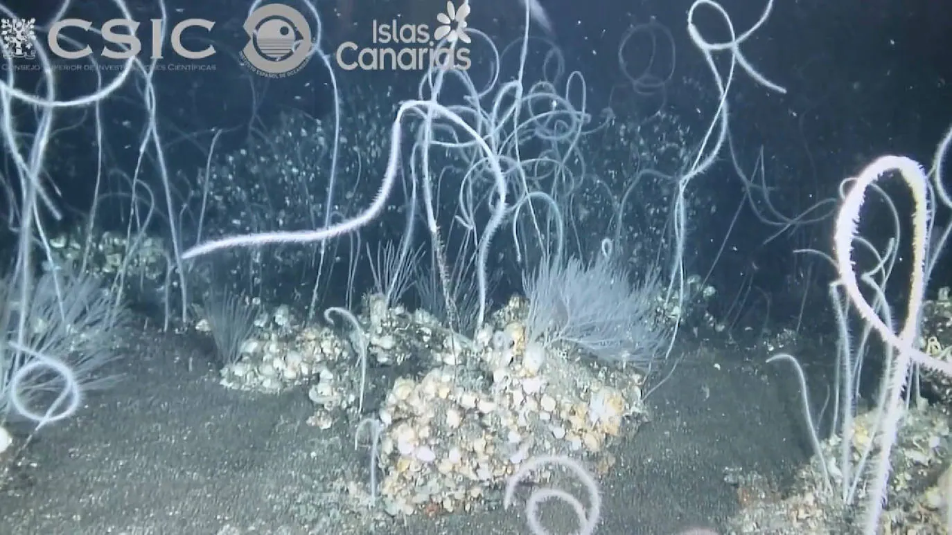 Imagen de los corales látigo que crecen en el sustrato del volcán submarino Tagoro, en El Hierro. 