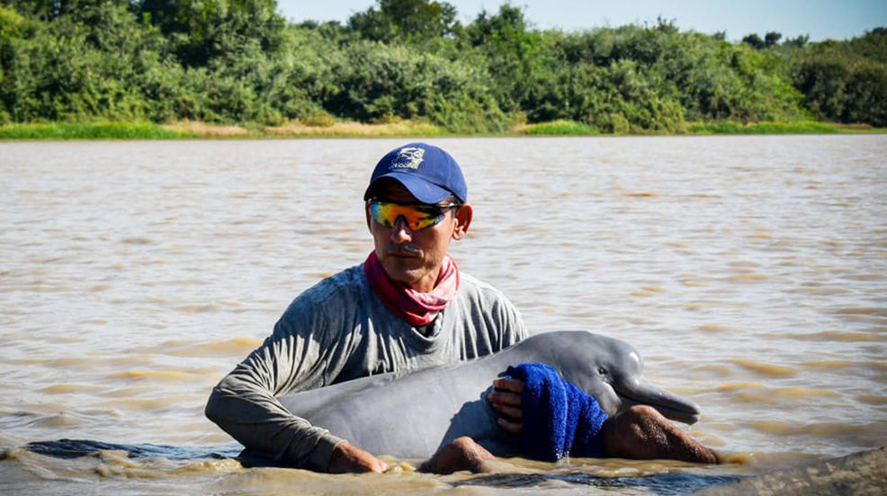 Fotografía que muestra a un hombre que ayuda a una Tonina en caño Juriepe en Puerto Carreño (Colombia). La Armada, autoridades ambientales y organizaciones sociales rescataron a dos delfines rosados conocidos como toninas que habían quedado atrapados en un cuerpo de agua de poca profundidad en el departamento colombiano del Vichada (este). 