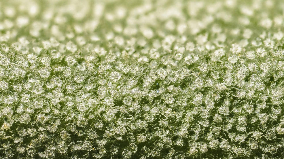 Haz de una hoja de olivo (Olea europaea) tomada mediante el sistema de apilamiento múltiple de imágenes. En la fotografía se pueden distinguir unas estructuras similares a pequeñas sombrillas, que en realidad son pelos a escala microscópica, fruto de la adaptación de esta especie al clima mediterráneo. Se cree que ayudan a combatir la pérdida de agua durante el verano. 