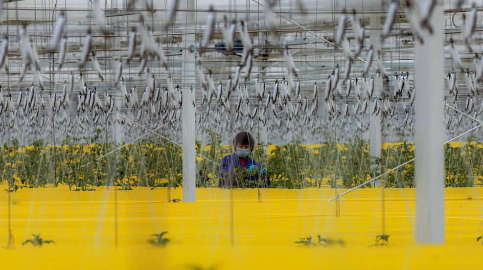 Una mujer trabaja en un invernadero en el Parque Tecnológico Agrícola de Jingdong, desde donde se producen más de 5.000 toneladas de frutas y verduras, durante un tour para prensa en Suqian, China. La provincia costera de Jiangsu, epicentro de muchas de las exportaciones a nivel mundial de equipamiento electrónico, químicos y textil, que suponen un 10 % del PIB del gigante asiático, ha sido incluida en la lista de las regiones más vulnerables al clima en el mundo. 