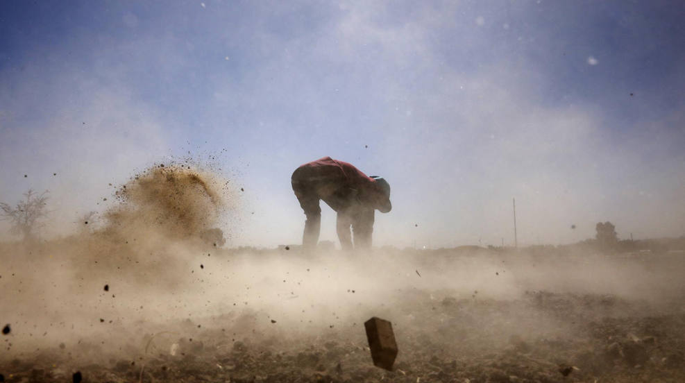 Un agricultor yemení esparce fertilizante natural seco en un campo agrícola en Sana'a, Yemen. Los agricultores yemeníes han comenzado a participar en los preparativos para las actividades agrícolas a medida que la temperatura aumenta gradualmente a principios de la primavera durante una temporada agrícola. 