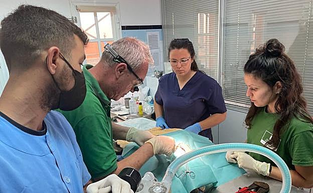 El veterinario Pascual Calabuig intervino a Pandora en el quirófano del Centro de Fauna Silvestre. 