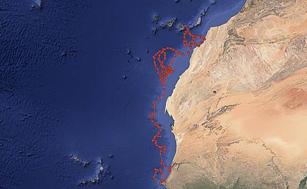 Recorrido de la tortuga Pandora hasta la semana pasada después de ser liberada en Las Canteras. 