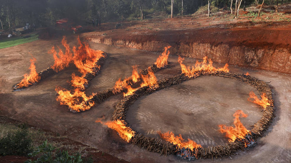 Sándalo recolectado ilegalmente y confiscado por unidades de seguridad multiagencias de Kenia, es incendiado en la sede de la Dirección de Investigaciones Criminales (DCI) en Nairobi, Kenia. La destrucción de 13,5 toneladas de El sándalo cosechado ilegalmente fue ordenado por un tribunal, ya que el gobierno de Kenia prohibió la cosecha y el comercio en 2007, mientras que el sándalo también figura como árbol amenazado por la Convención sobre el Comercio Internacional de Especies Amenazadas de Fauna y Flora Silvestres 