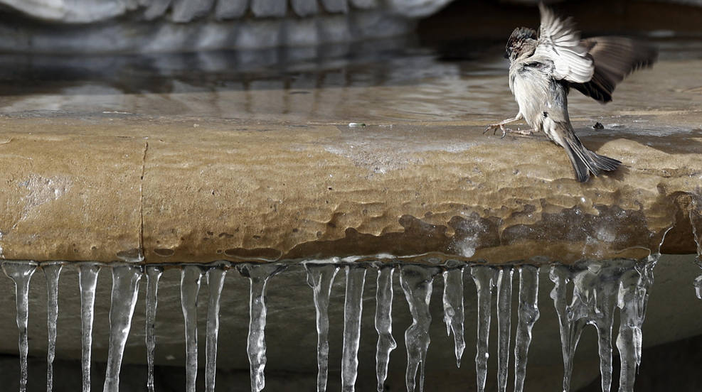 Un gorrión se acercaa a la fuente del kiosko de la Plaza del Castillo donde unos pequeños carámbanos de hielo penden de la misma. 