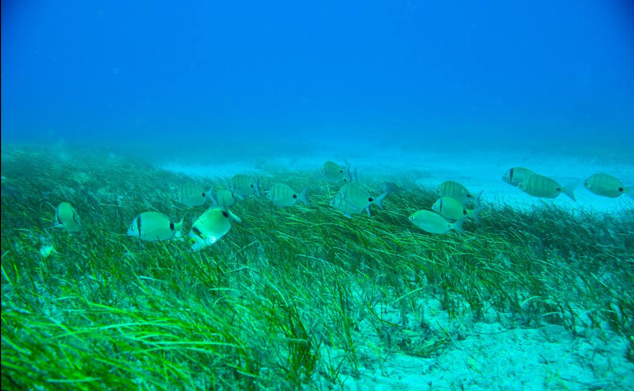 Ejemplares de Diplodus, género de peces de la familia Sparidae, utilizando como hábitat los sebadales, en Gando, Gran Canaria. 
