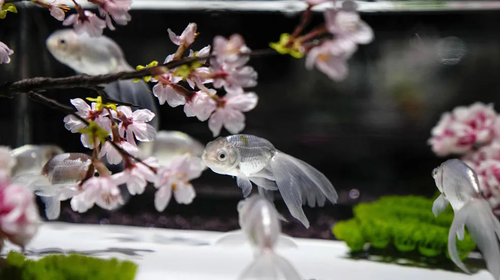 Un grupo de pequeños peces dorados se pueden contemplar en el Art Aquarium Museum Ginza de Tokio, (Japón), el día de apertura del evento especial de 'SAKURA Special' que además celebra el día de esta pequeña especie de pez. 