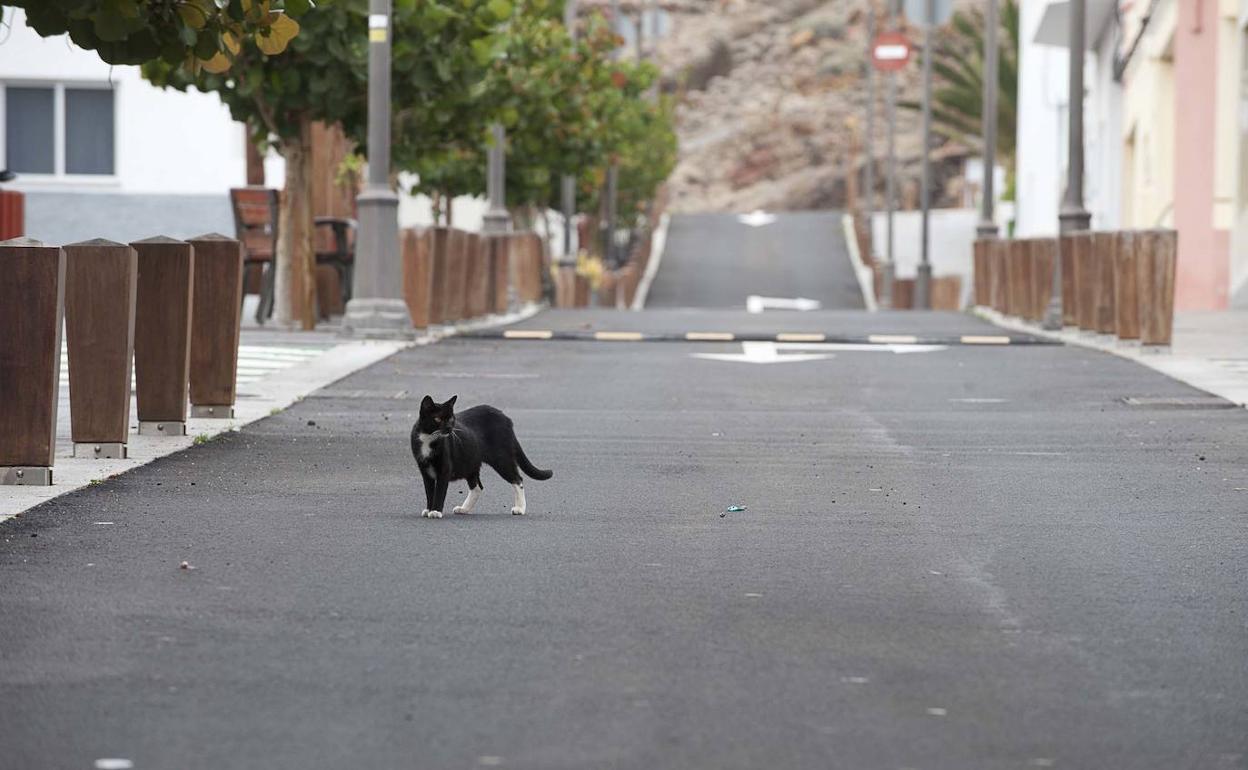 Imagen de archivo de un gato en La Restinga, desalojado por la erupción volcánica submarina de El Hierro. 