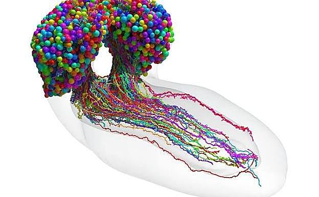 Imagen del conectoma del cerebro de un insecto.