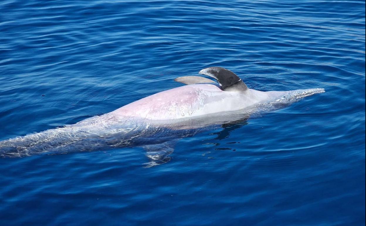 Delfín encontrado en Patalavaca. 