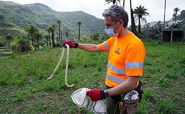 Un operario del dispositivo de control de culebras procede a guardar un ejemplar capturado. 