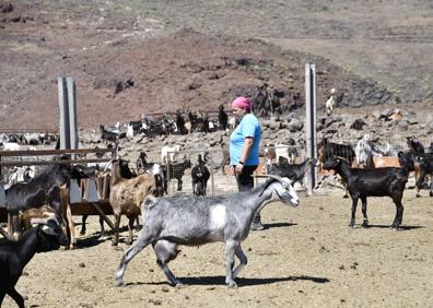 Imagen secundaria 1 - Lucía Torres se levanta a las tres de la mañana para comenzar a ordeñar a sus 850 cabras. 