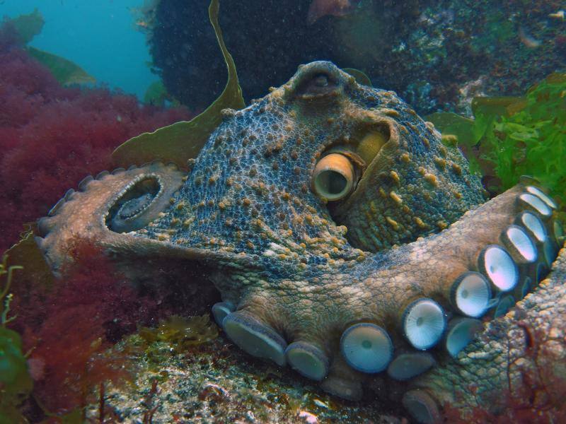 Foto de archivo de un pulpo. 